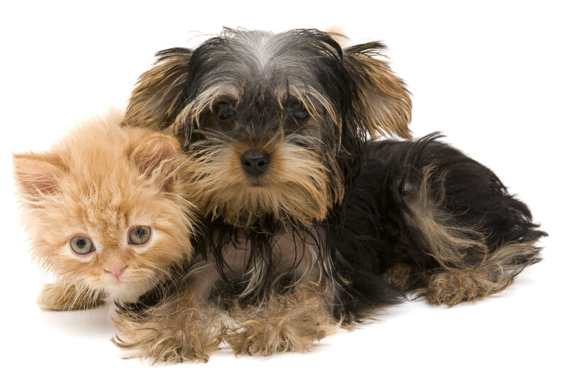 Fluffy Kitten and Puppy