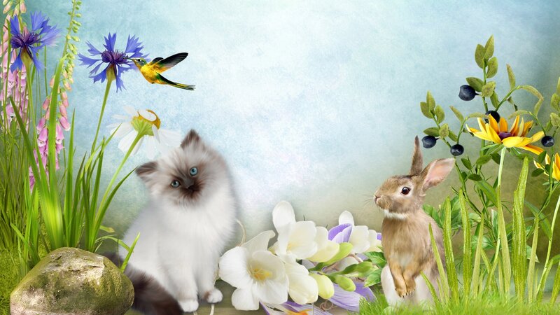 Fluffy Kitten and Rabbit