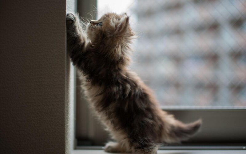 Fluffy Kitten at Window — Brown