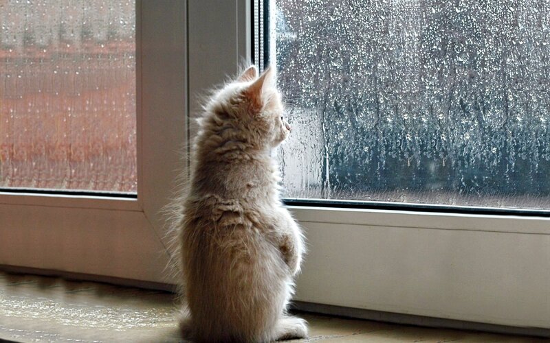 Fluffy Kitten at Window