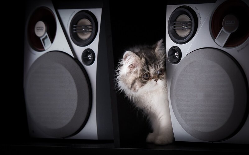 Fluffy Kitten Between Speakers