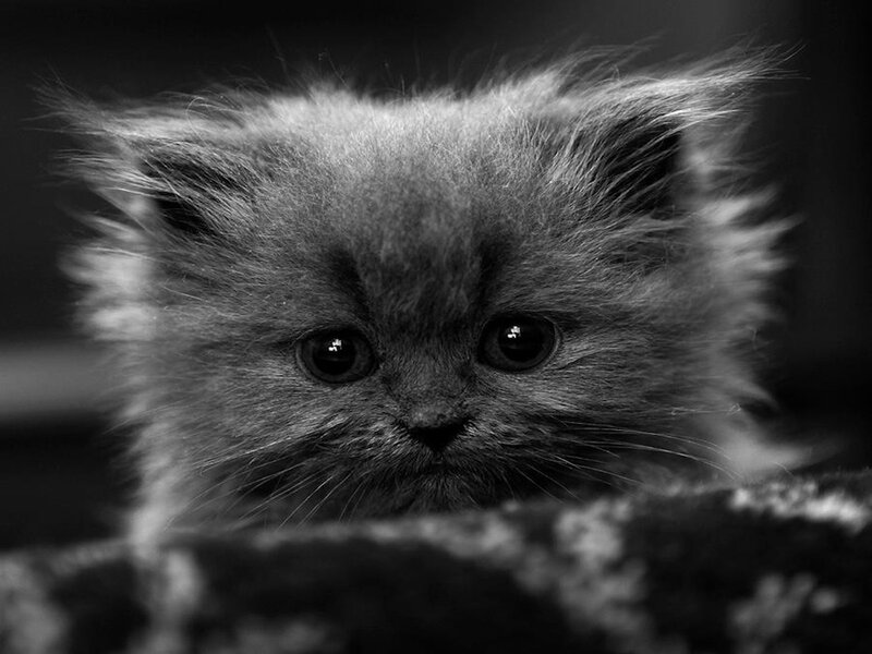 Fluffy Kitten — Black