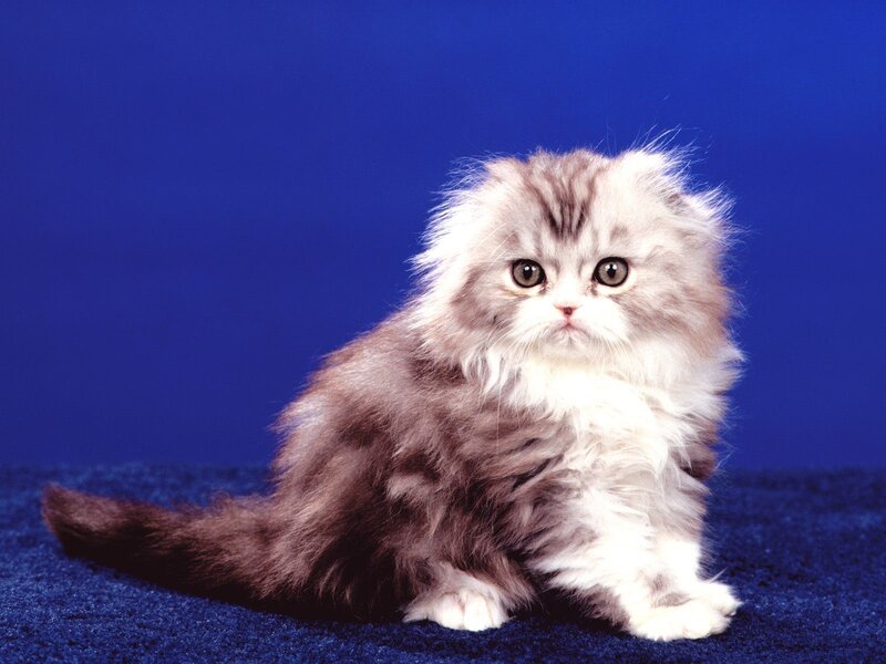 Fluffy Kitten — Blue, Calm, Photograph, Blue Background, Carpet, White