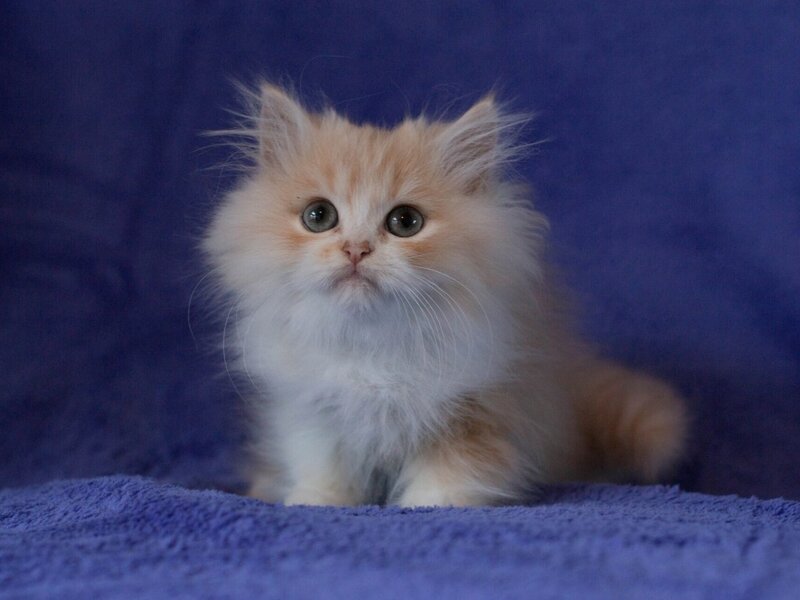 Fluffy Kitten — Blue, Calm, Photograph