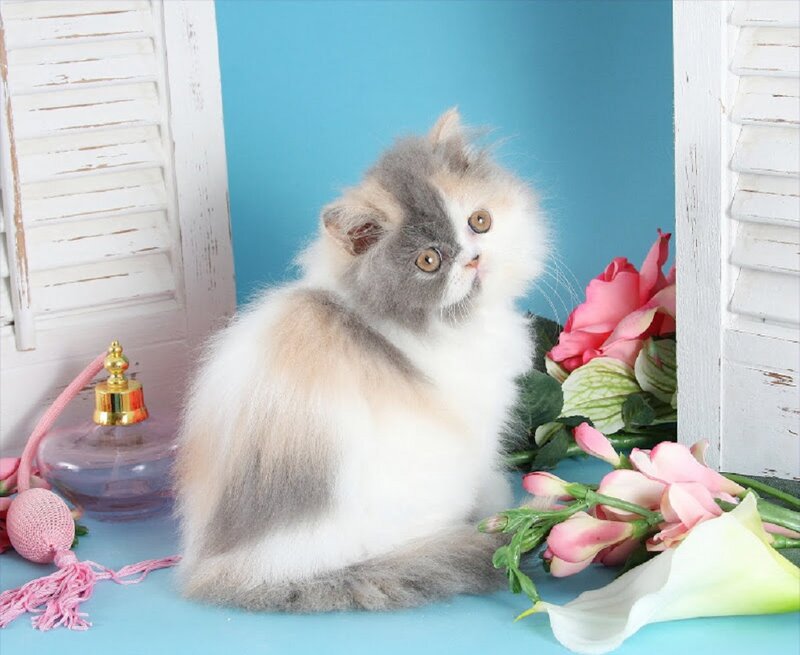 Fluffy Kitten — Blue, Calm