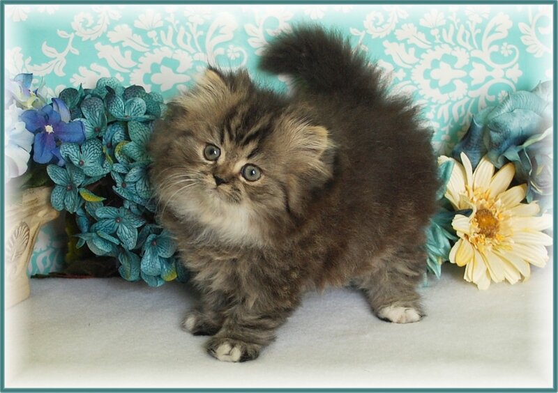 Fluffy Kitten — Brown, Calm
