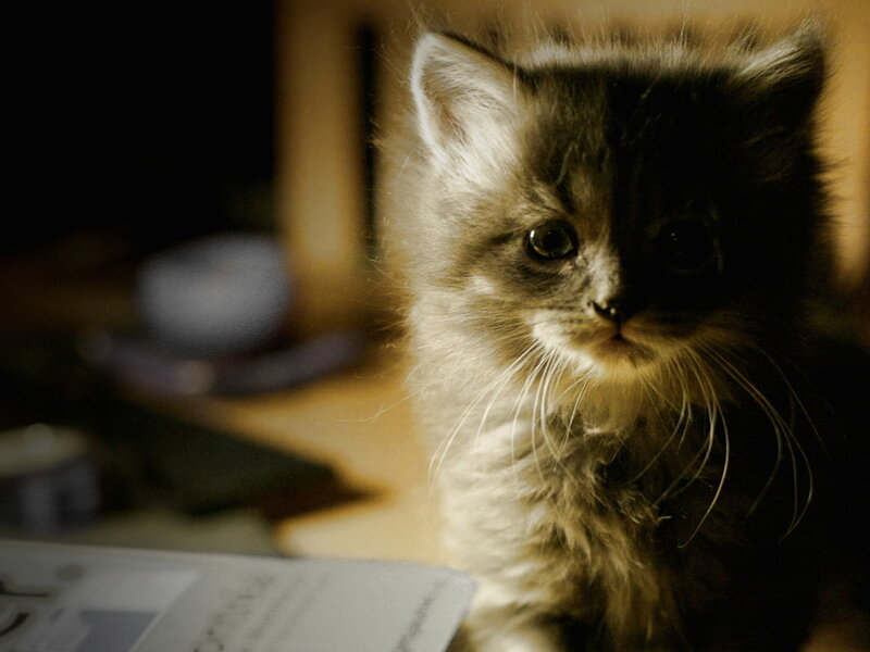 Fluffy Kitten — Brown