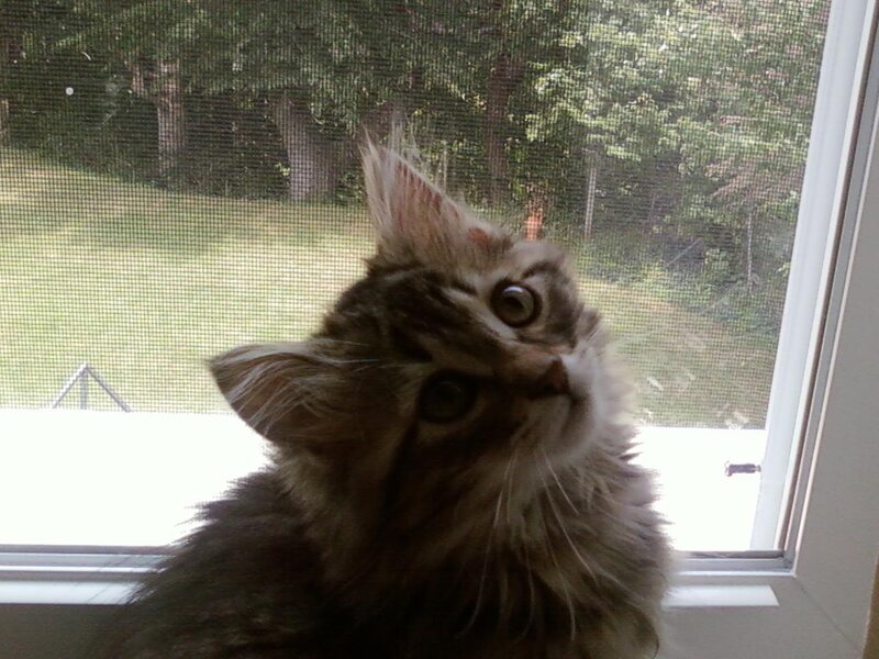 fluffy kitten by the window