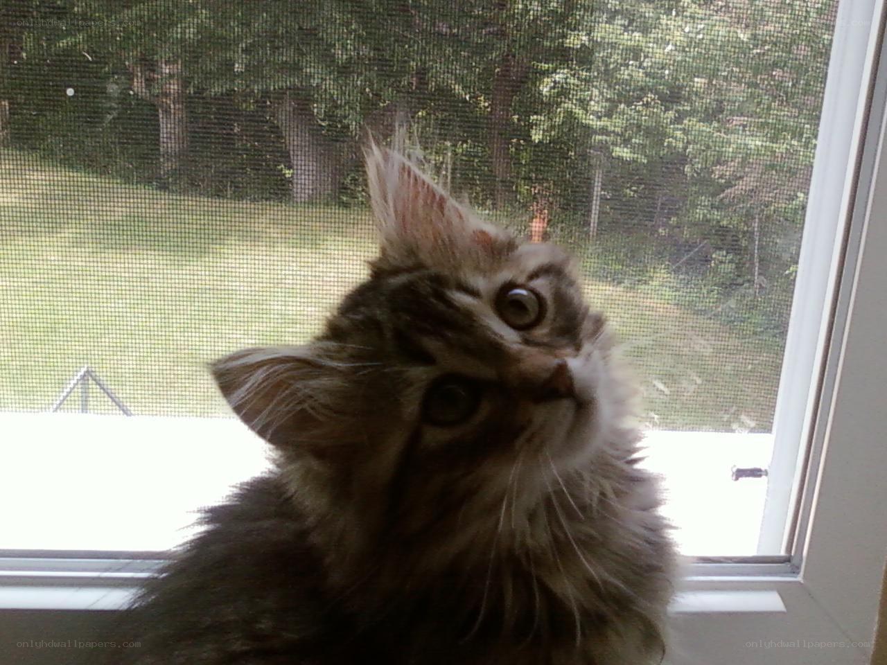 fluffy kitten by the window
