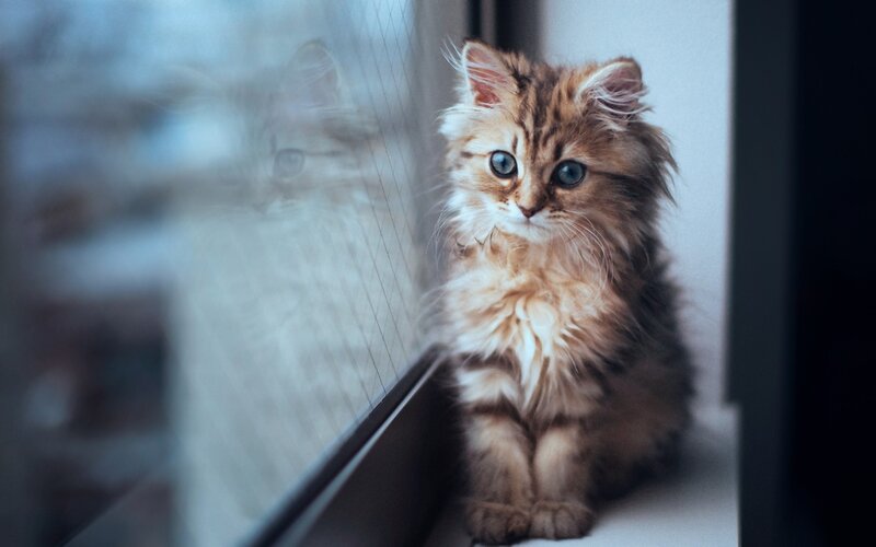 Fluffy Kitten by Window — Brown, Calm, Photograph