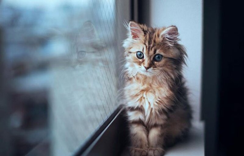 Fluffy Kitten by Window — Brown, Calm