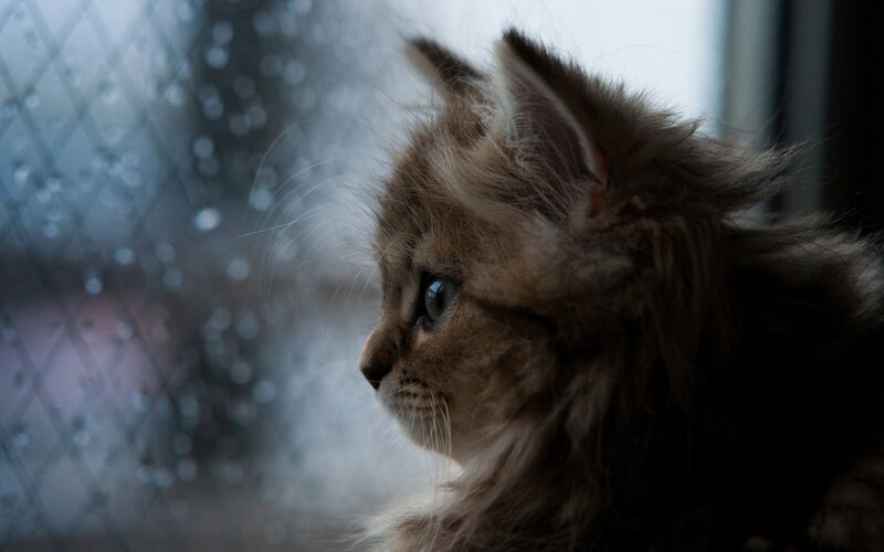 Fluffy Kitten by Window — Brown, Contemplative, Photograph, Raindrops, Cat