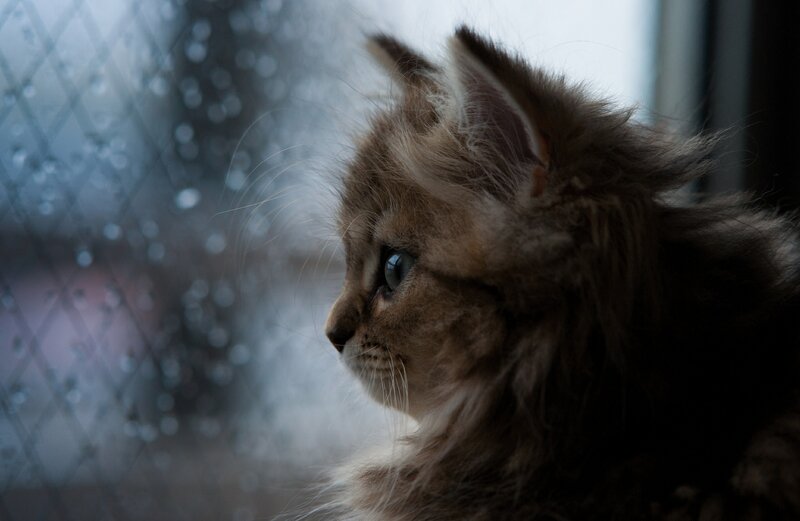 Fluffy Kitten by Window — Brown, Contemplative, Photograph, Raindrops