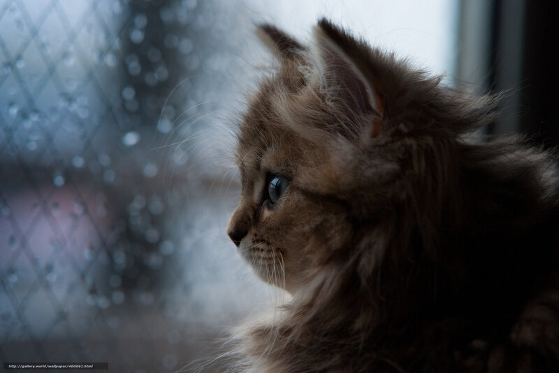 Fluffy Kitten by Window — Brown, Contemplative, Photograph