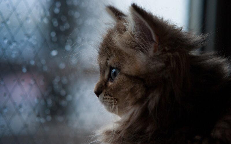 Fluffy Kitten by Window — Brown, Melancholic, Night