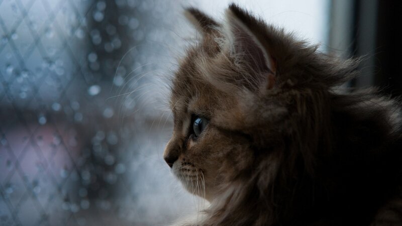 Fluffy Kitten by Window — Brown, Melancholic
