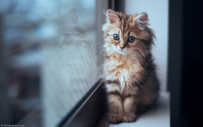 Fluffy Kitten by Window — Brown