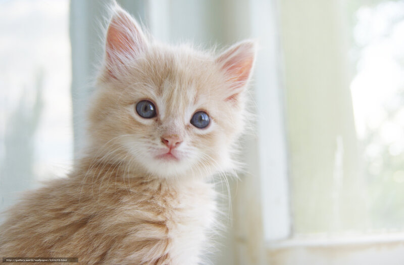 fluffy kitten by window