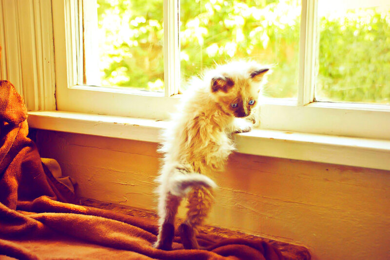 Fluffy Kitten by Window — Yellow