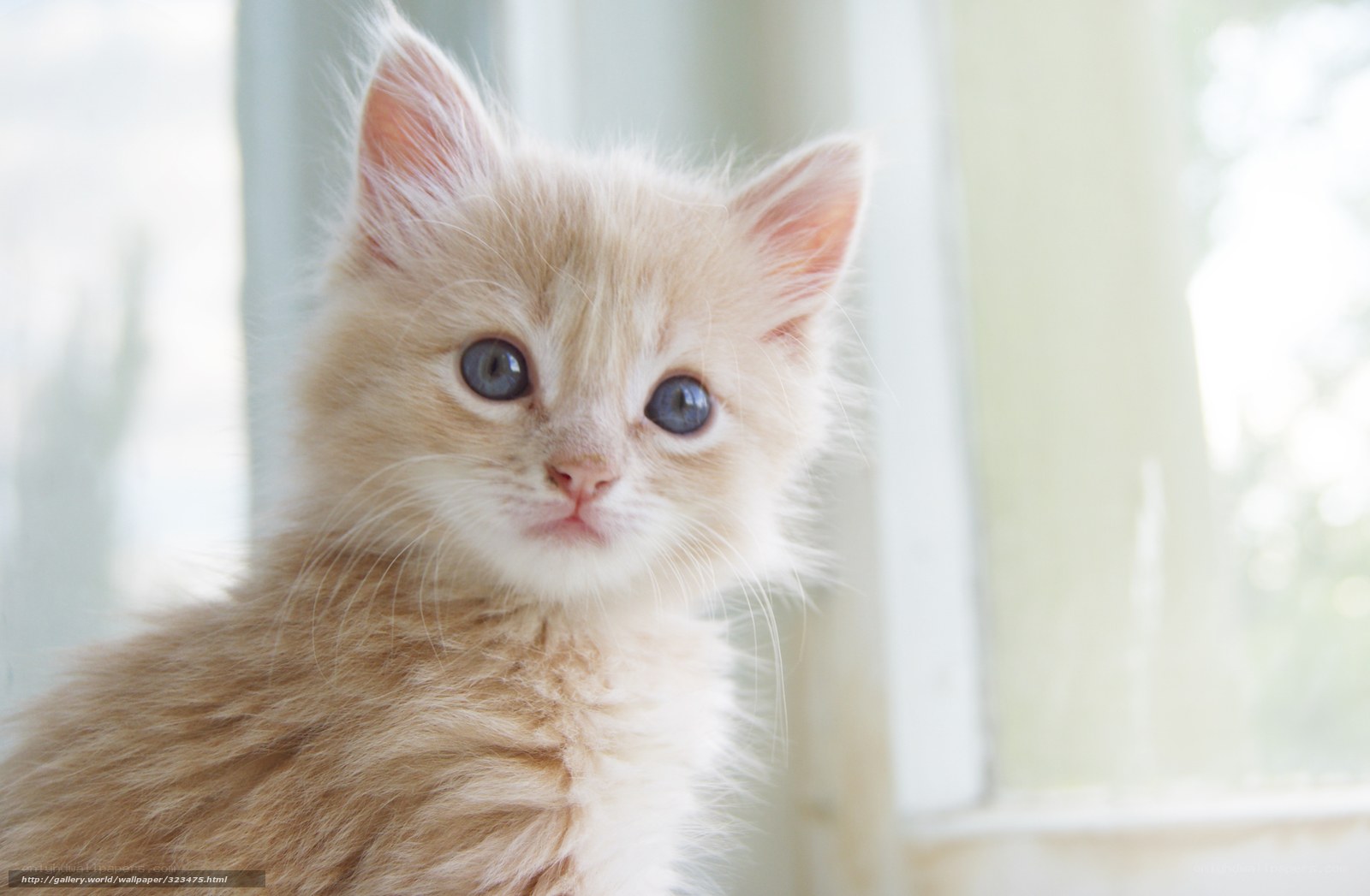 fluffy kitten by window