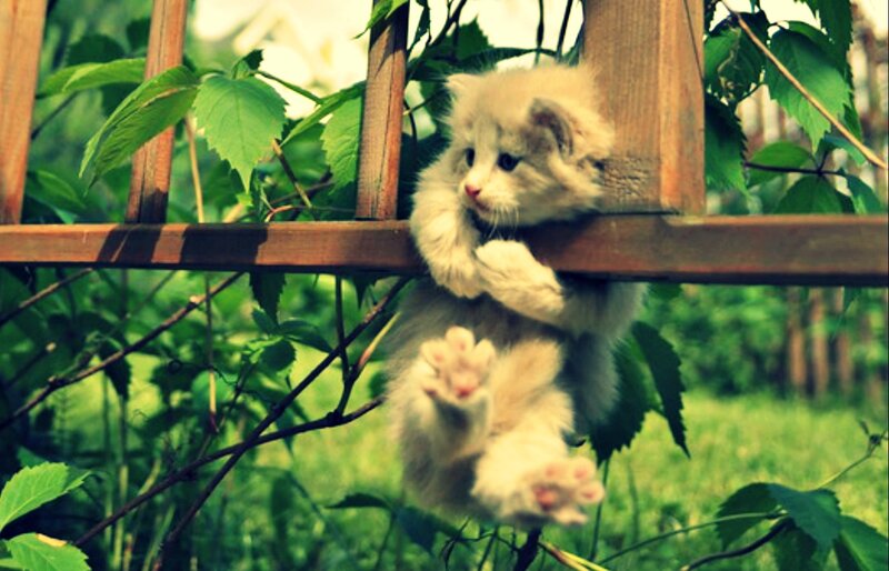 Fluffy Kitten Climbing