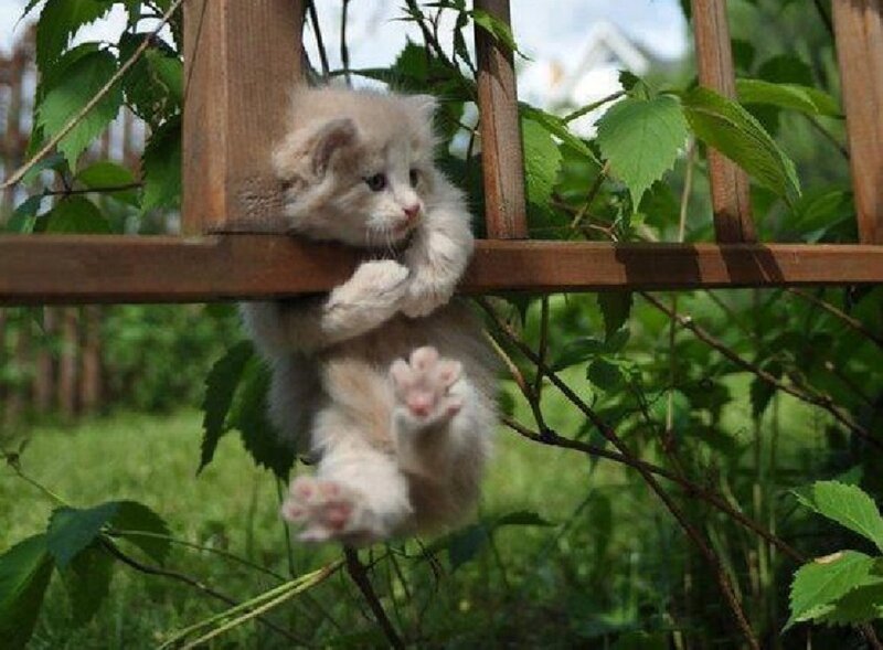 Fluffy Kitten Climbing — White