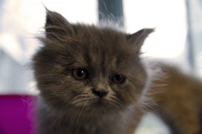 fluffy kitten close-up