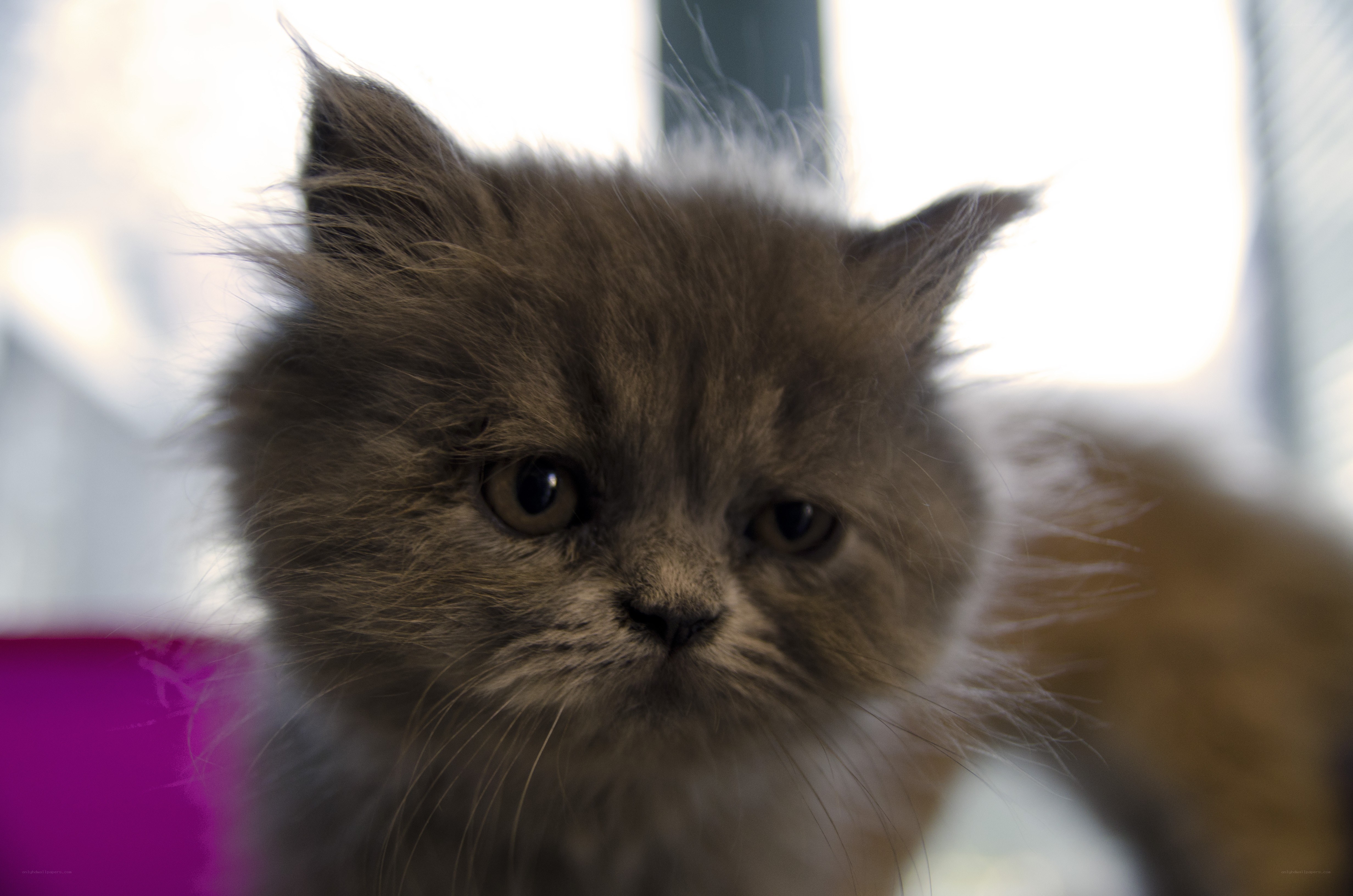 fluffy kitten close-up