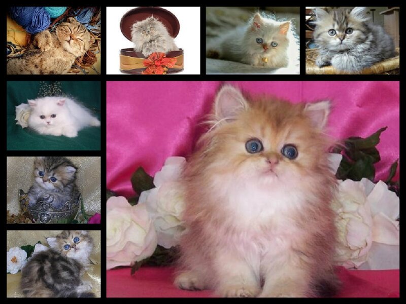 Fluffy Kitten Collage