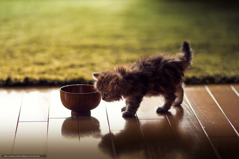 Fluffy Kitten Drinking — Brown, Calm, Morning