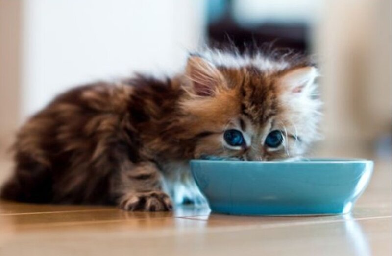 Fluffy Kitten Drinking — Brown, Calm, Photograph, Bowl