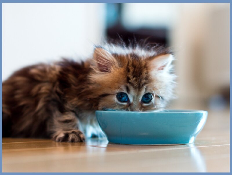 Fluffy Kitten Drinking — Brown, Calm, Photograph