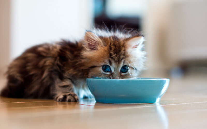 Fluffy Kitten Drinking — Brown, Calm