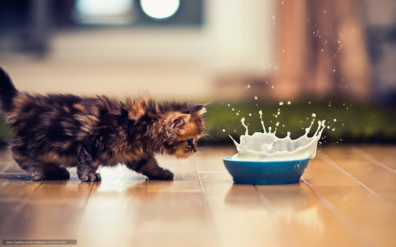 Fluffy Kitten Drinking Milk — Brown, Playful, Photograph, Bowl, Milk Splash