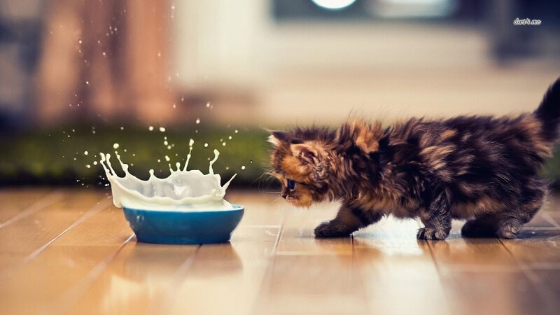 Fluffy Kitten Drinking Milk — Brown, Playful, Photograph