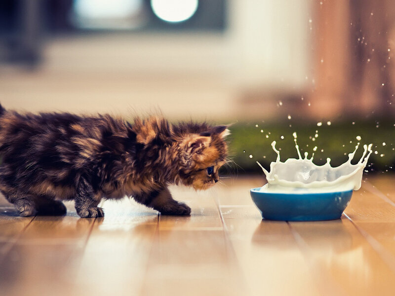 Fluffy Kitten Drinking Milk — Brown, Playful