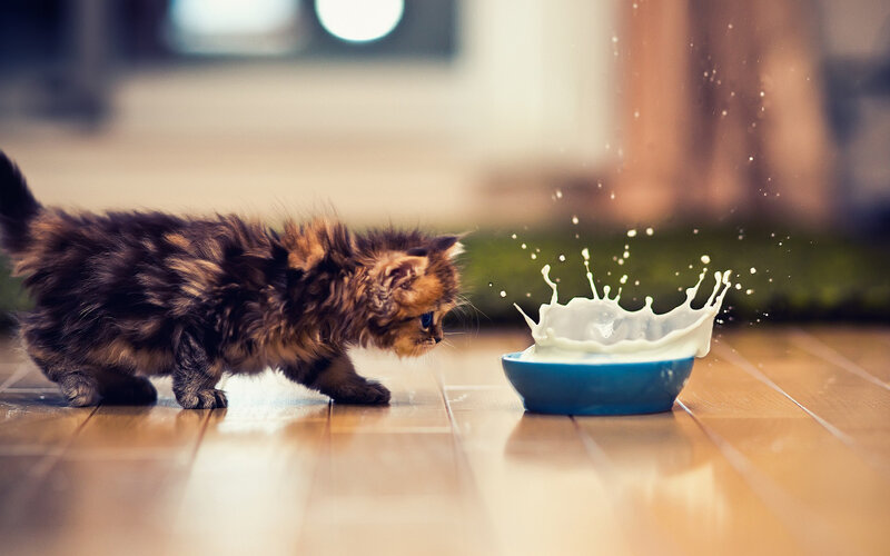 Fluffy Kitten Drinking Milk — Brown