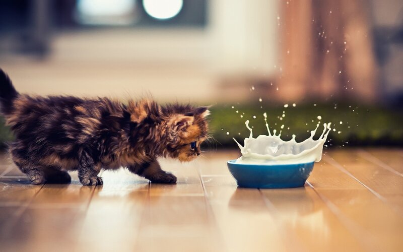 Fluffy Kitten Drinking Milk — Photograph