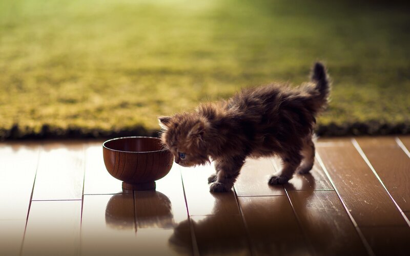 Fluffy Kitten Drinking