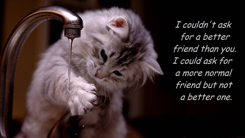 Fluffy Kitten Drinking Water — Gray