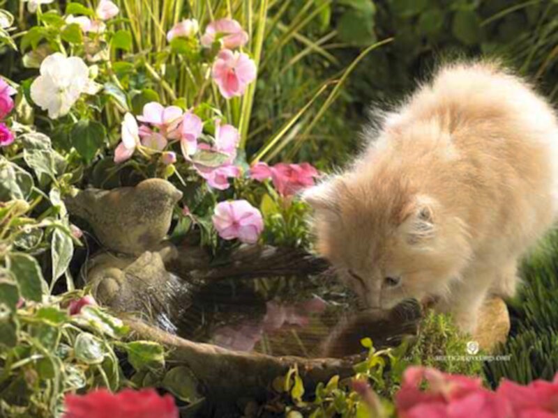 Fluffy Kitten Drinking Water — Pink