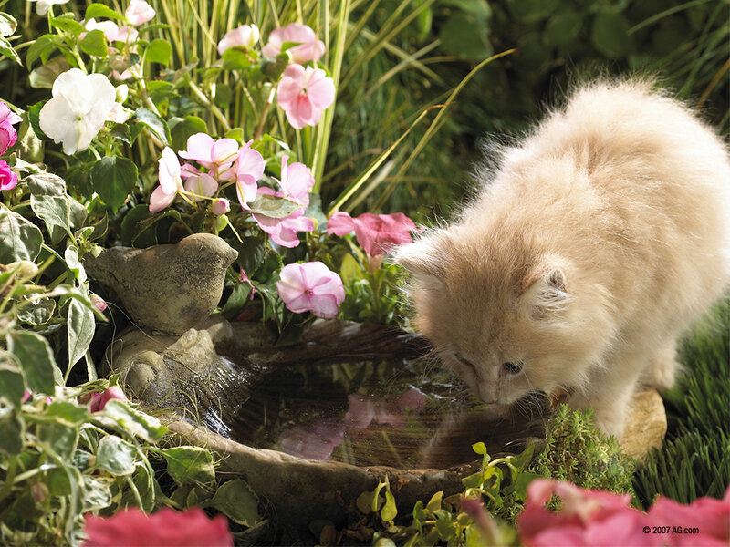 Fluffy Kitten Drinking Water