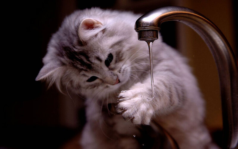 Fluffy Kitten Drinking Water — White