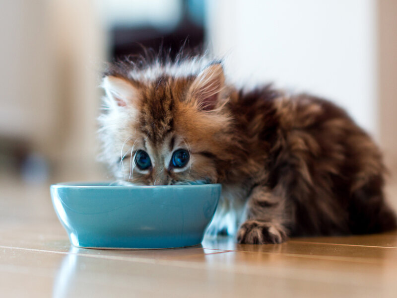 Fluffy Kitten Eating — Brown