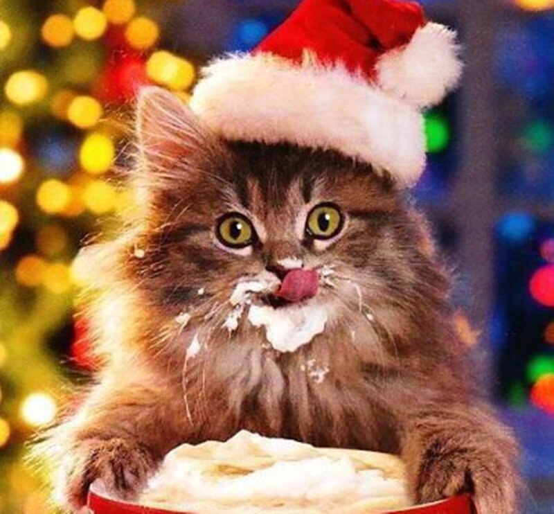 Fluffy Kitten Eating Cream