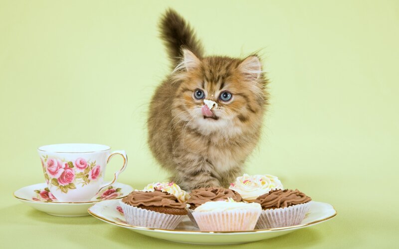 Fluffy Kitten Eating Cupcake