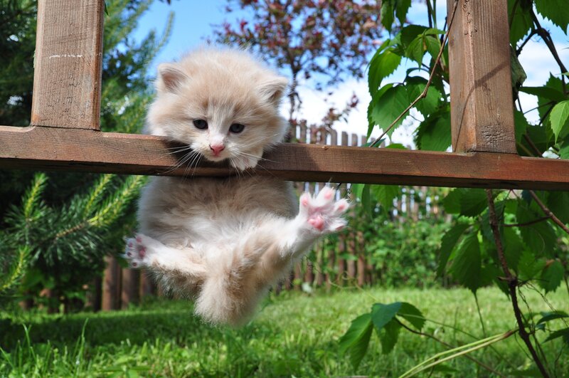 Fluffy Kitten Hanging — Green