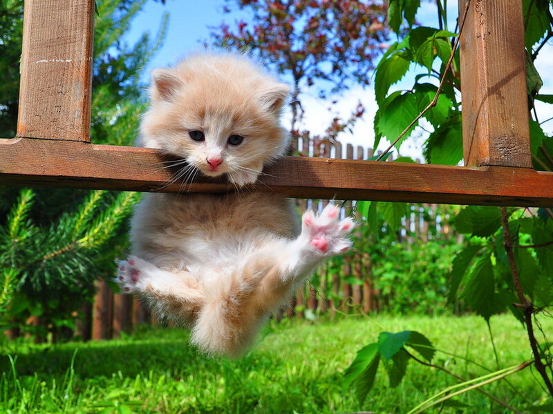 Fluffy Kitten Hanging