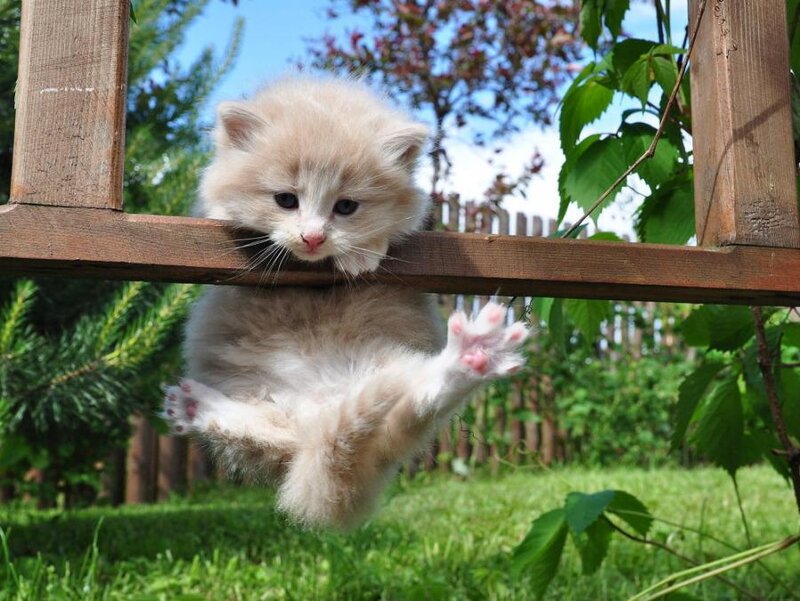 Fluffy Kitten Hanging — White, Playful, Afternoon, Photograph