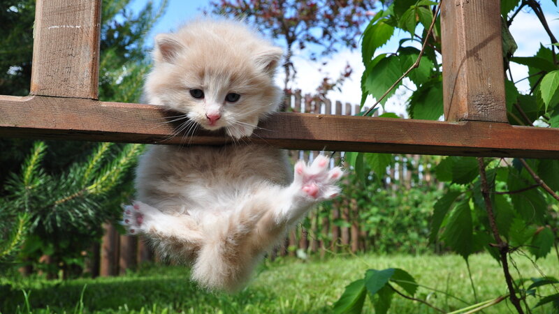 Fluffy Kitten Hanging — White, Playful